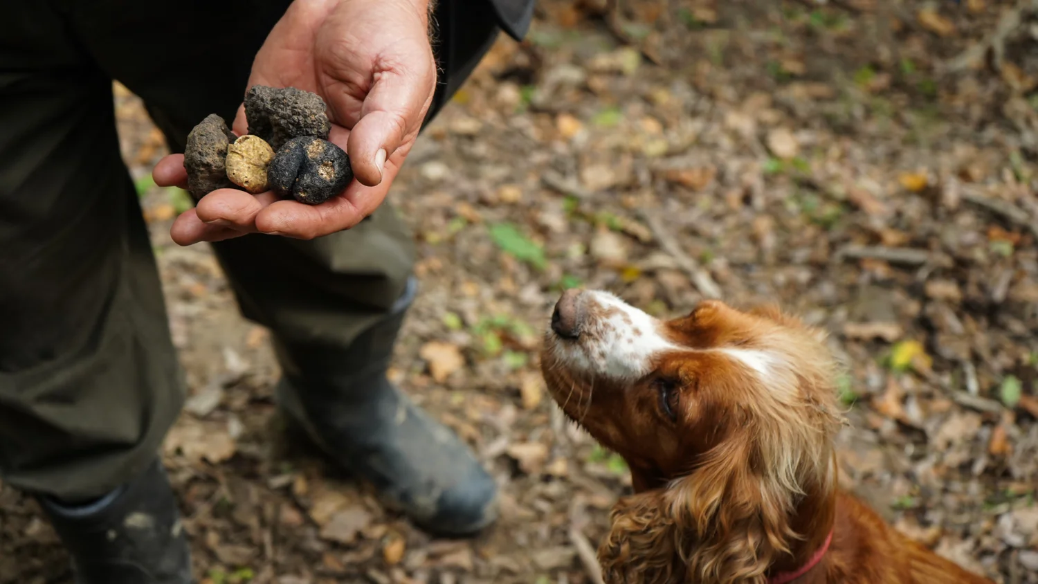 Un tartufo appena raccolto, con un cane da ricerca nel bosco